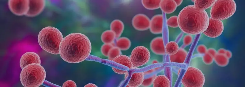 Alerte santé publique : Le Candidozyma auris se propage dans les hôpitaux